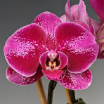 Phalaenopsis Ottawa B S Phalaenopsis Ottawa B S